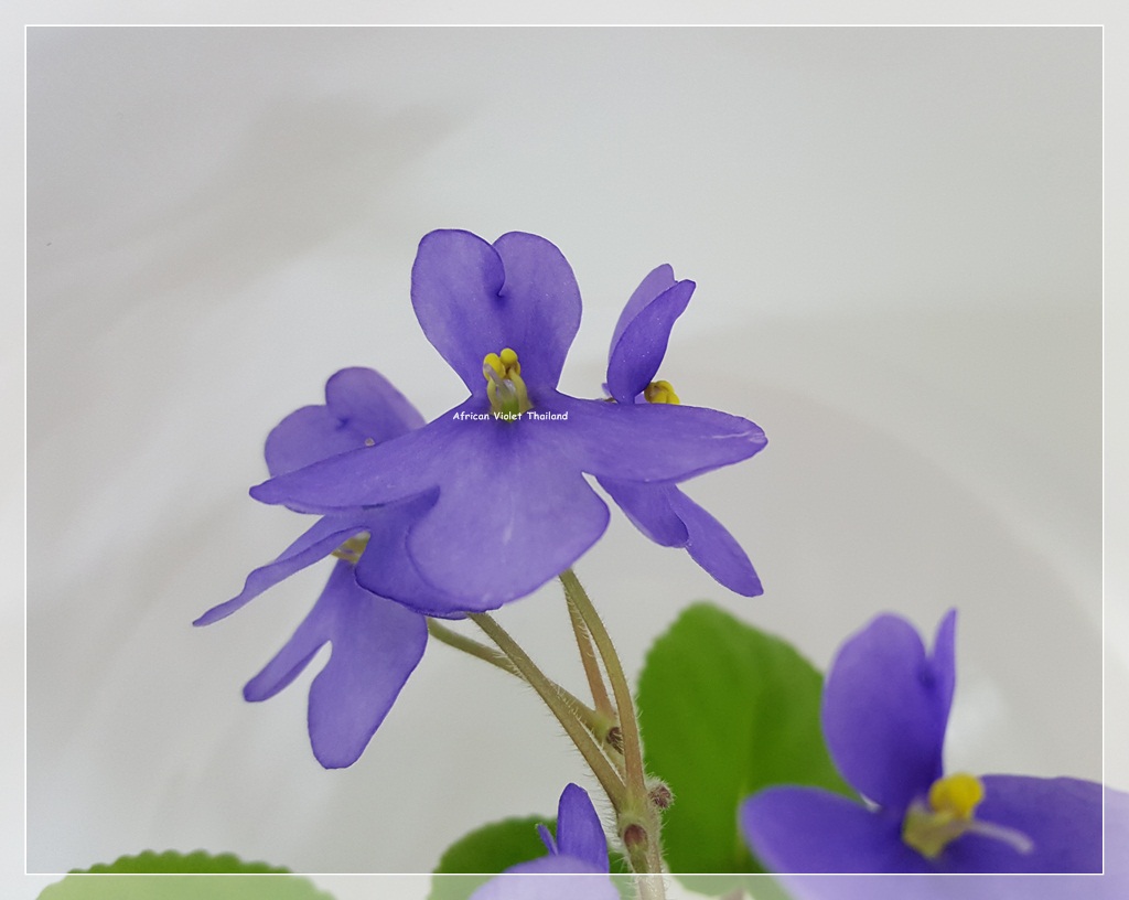 Saintpaulia Rupicola - Semiminiature