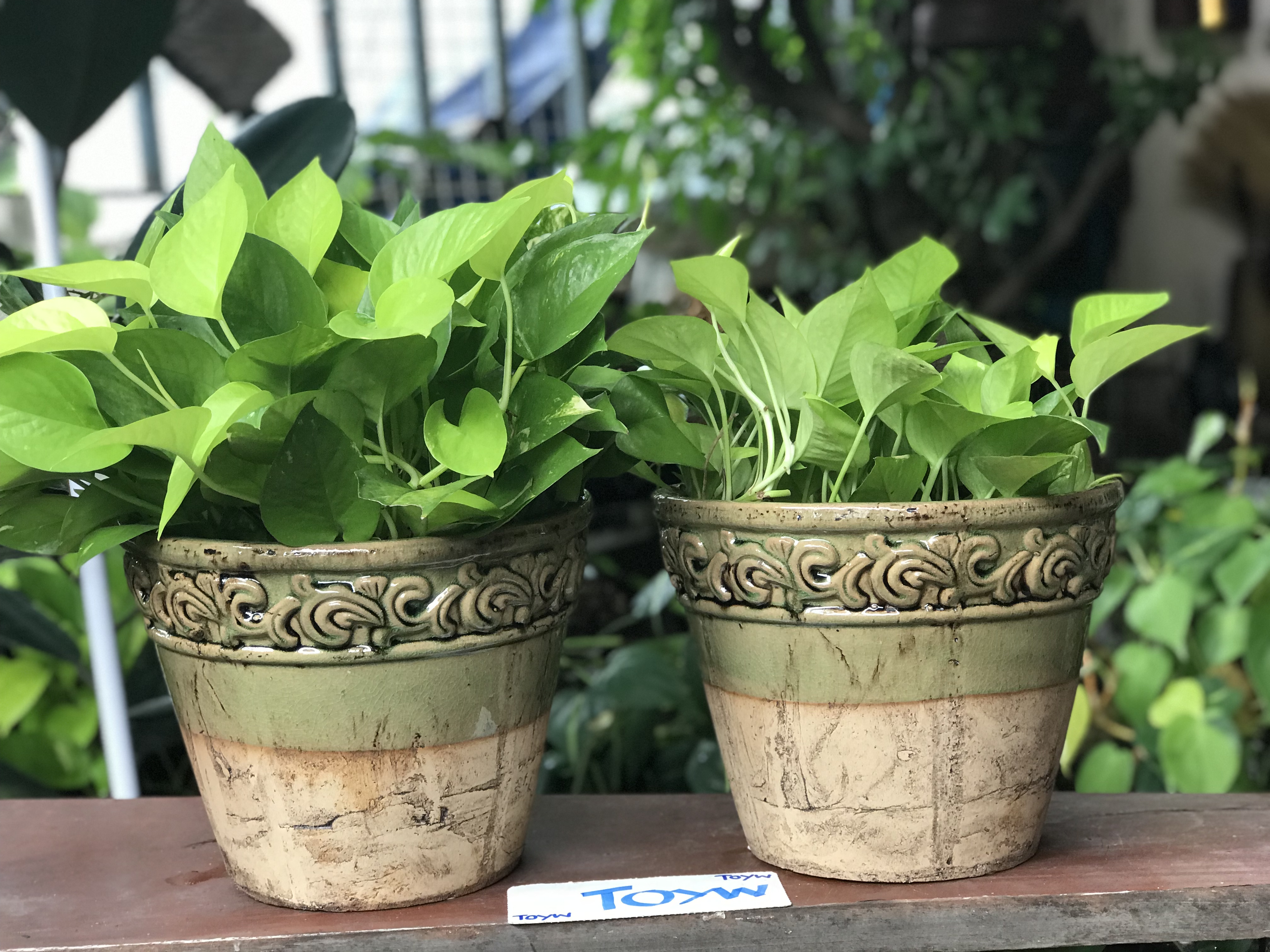 ขายคู่ ไม่รวมต้นไม้ เก็บเก่ากระถาง แจกันลายปั้นนูน น้ำเคลือบสีเขียว สวยสมบูรณ์ ไม่แตกไม่ร้าว ขนาดปากกว้าง 10 นิ้ว สูง 8 นิ้ว