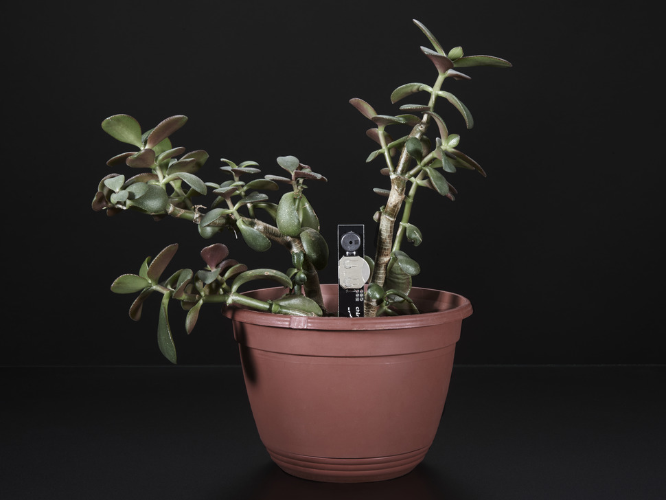 Chirp! The Plant Watering Alarm (แท้จาก Adafruit)
