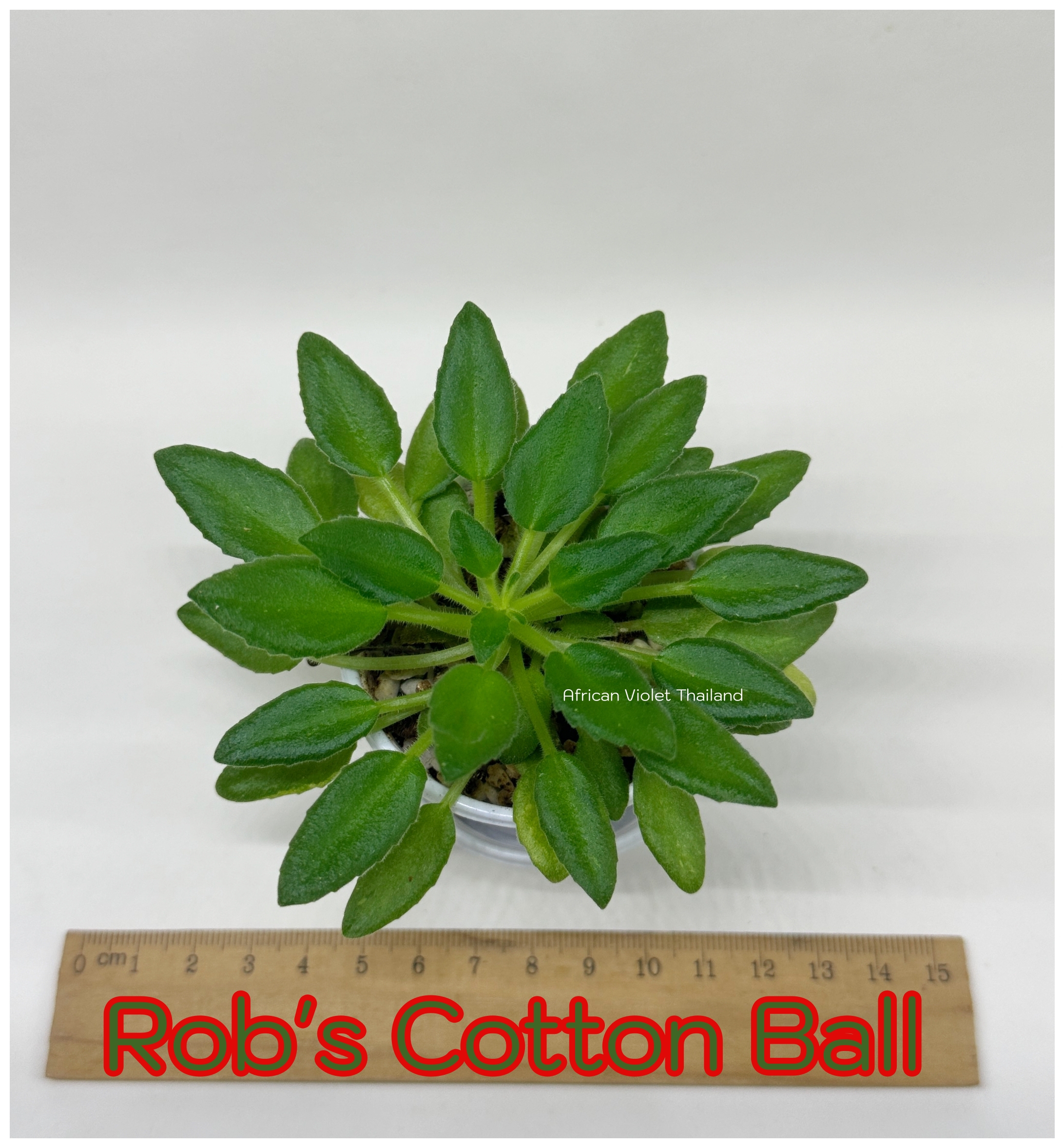 Rob's Cotton Ball - Miniature