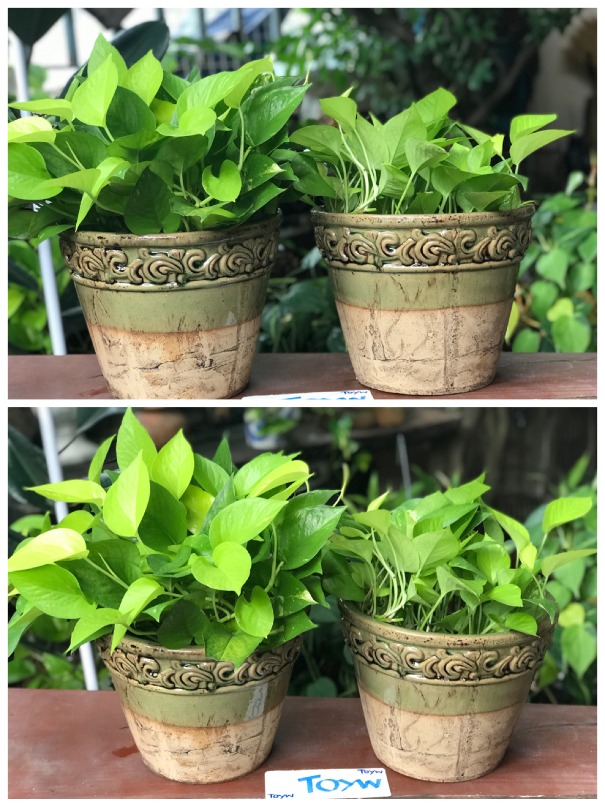 ขายคู่ ไม่รวมต้นไม้ เก็บเก่ากระถาง แจกันลายปั้นนูน น้ำเคลือบสีเขียว สวยสมบูรณ์ ไม่แตกไม่ร้าว ขนาดปากกว้าง 10 นิ้ว สูง 8 นิ้ว