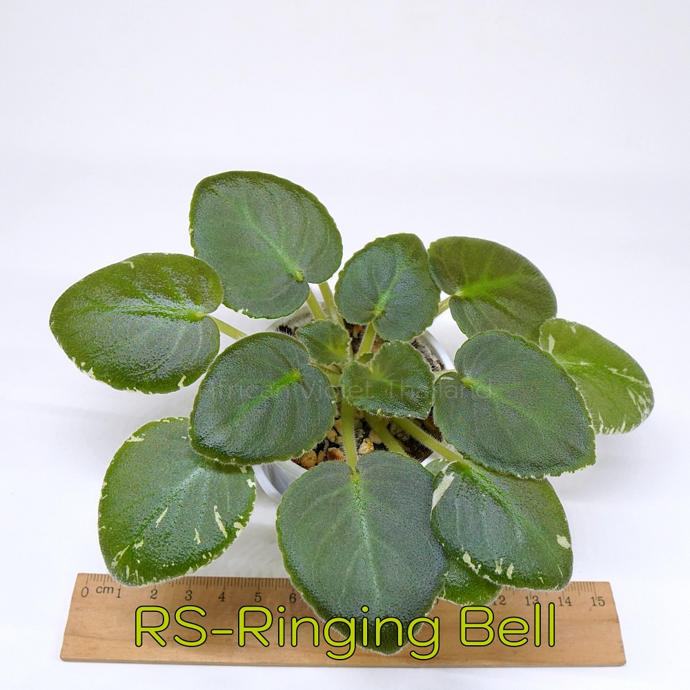 RS-Ringing Bells Semiminiature