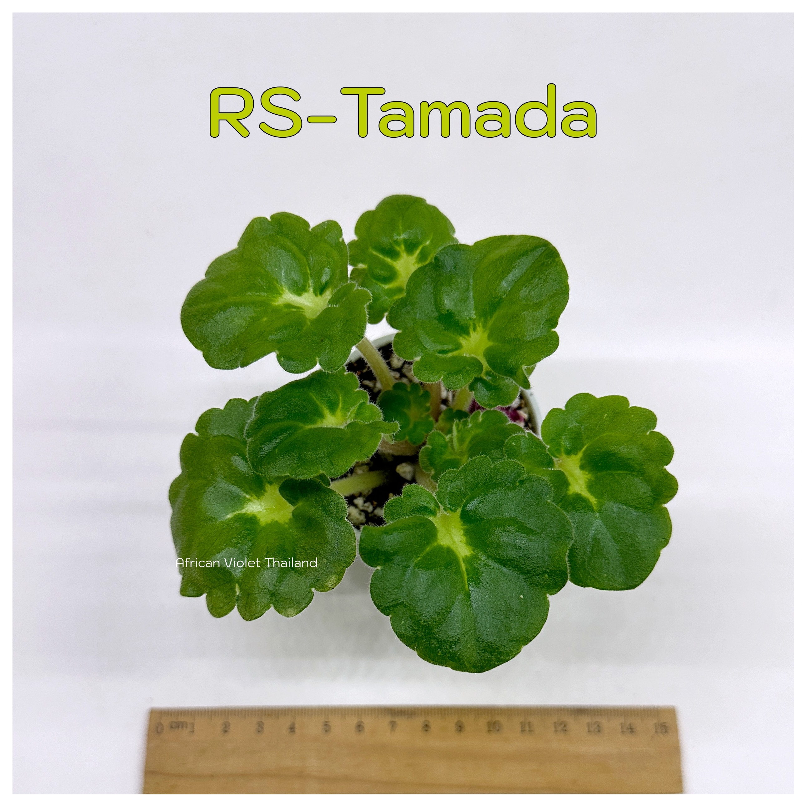 RS-Tamada Semiminiature