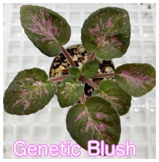 Genetic Blush - Standard