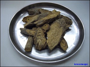 จิงโจ้ใหญ่ (ราก)