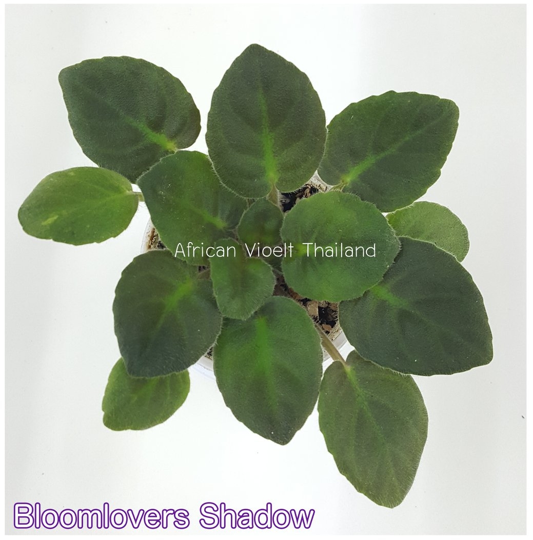 Bloomlover's Shadow - Semiminiature