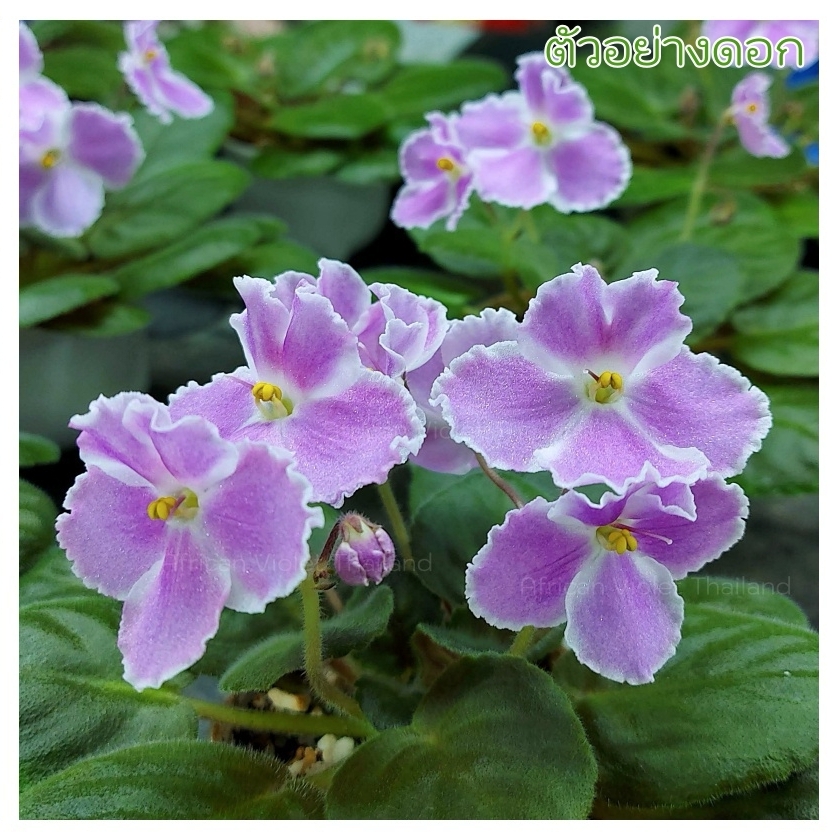 Pink Lavender - Semi Miniature