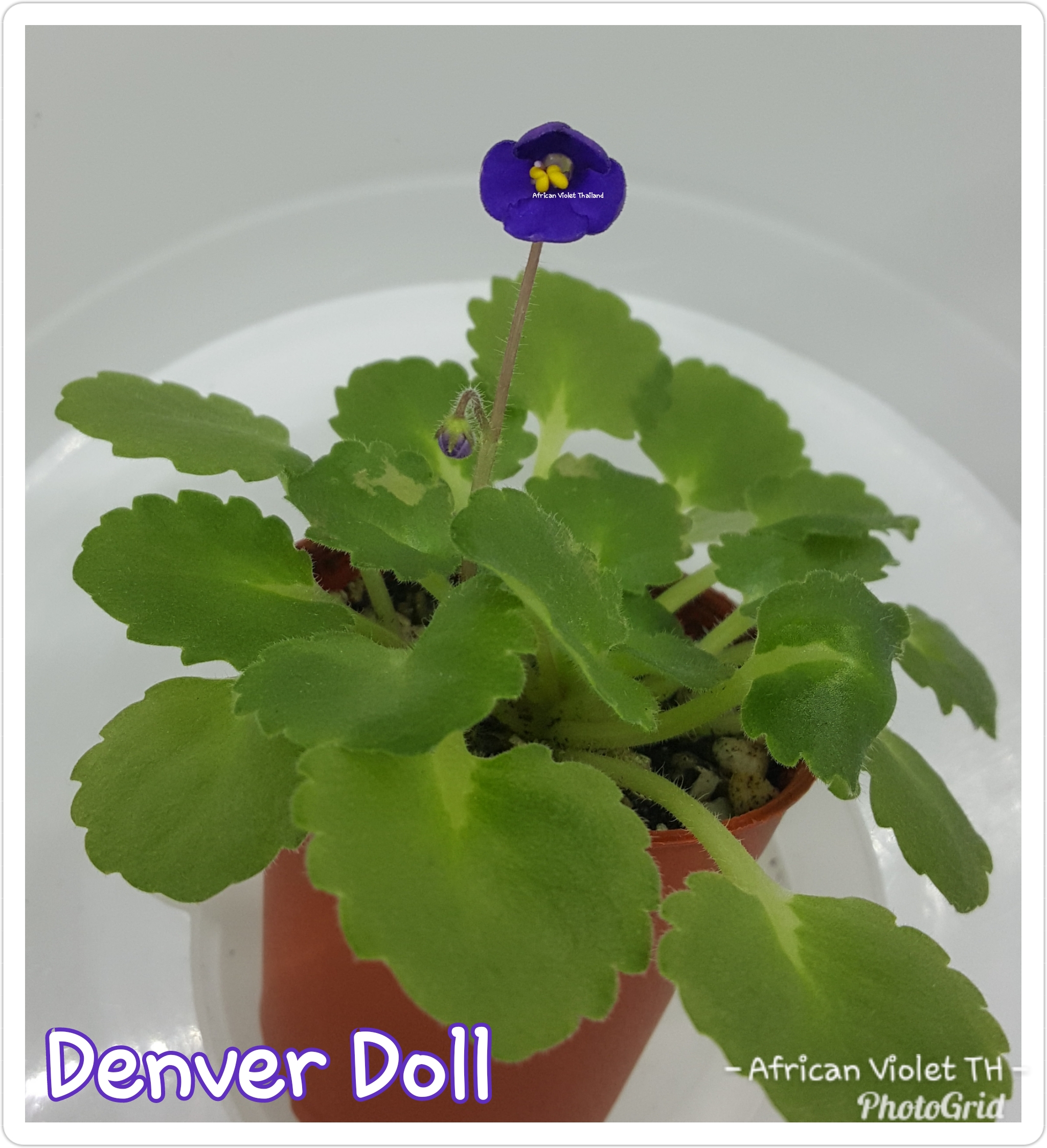 Denver Doll - Miniature