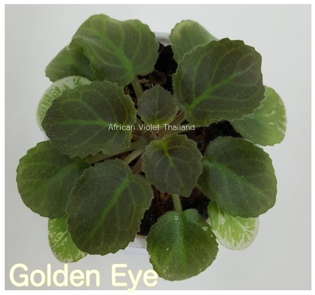 Golden Eye - Miniature