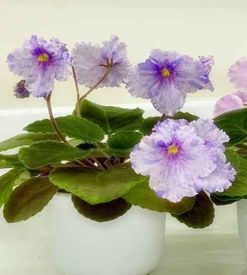 Patou's Bon Bon - Semiminiature