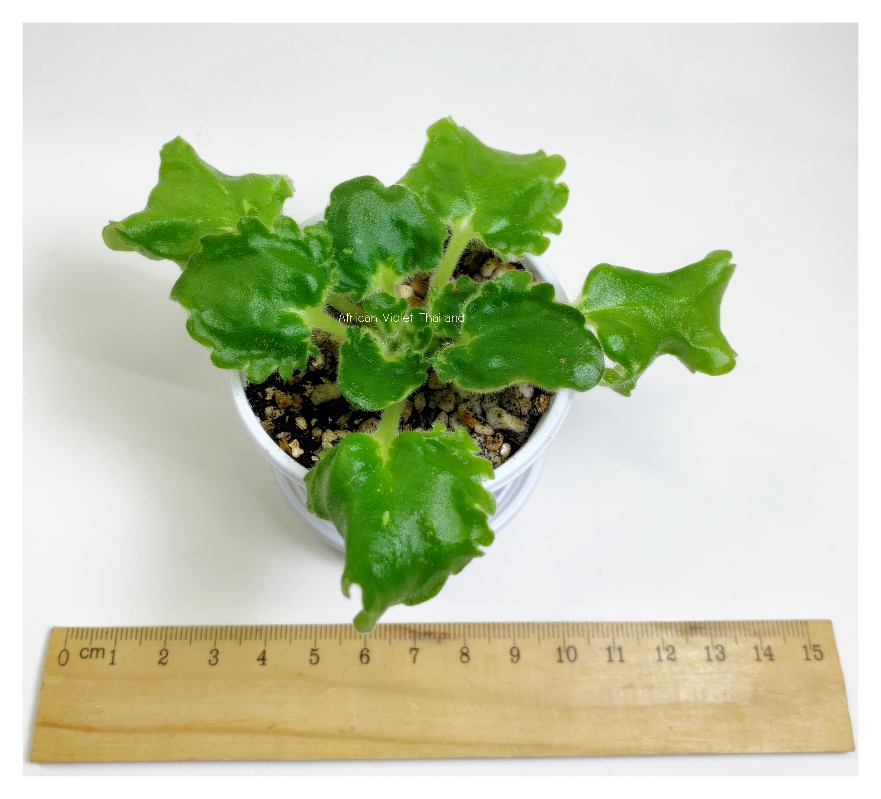 Irish Imp - Miniature