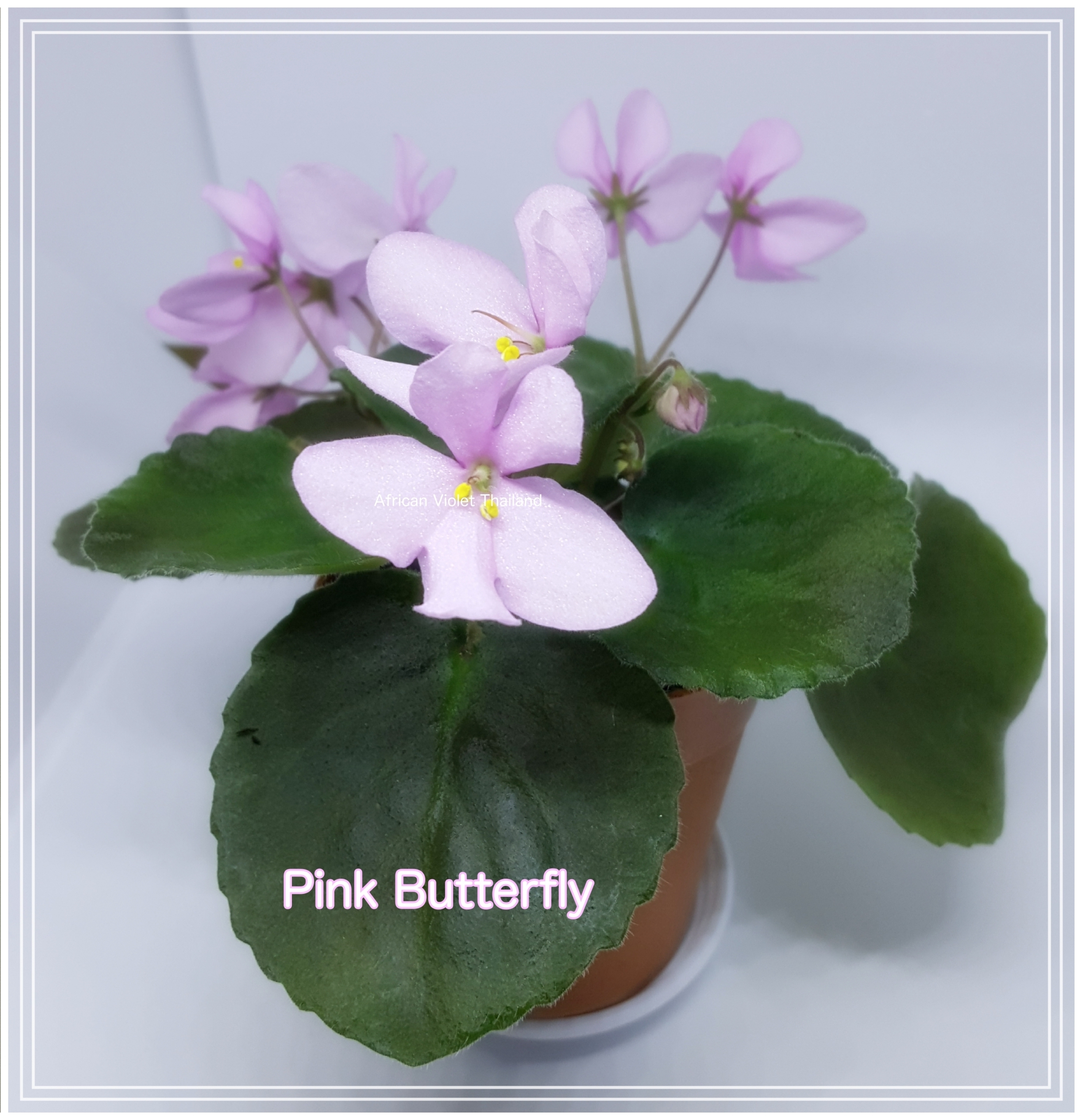 Pink Butterfly - Semiminiature Wasp