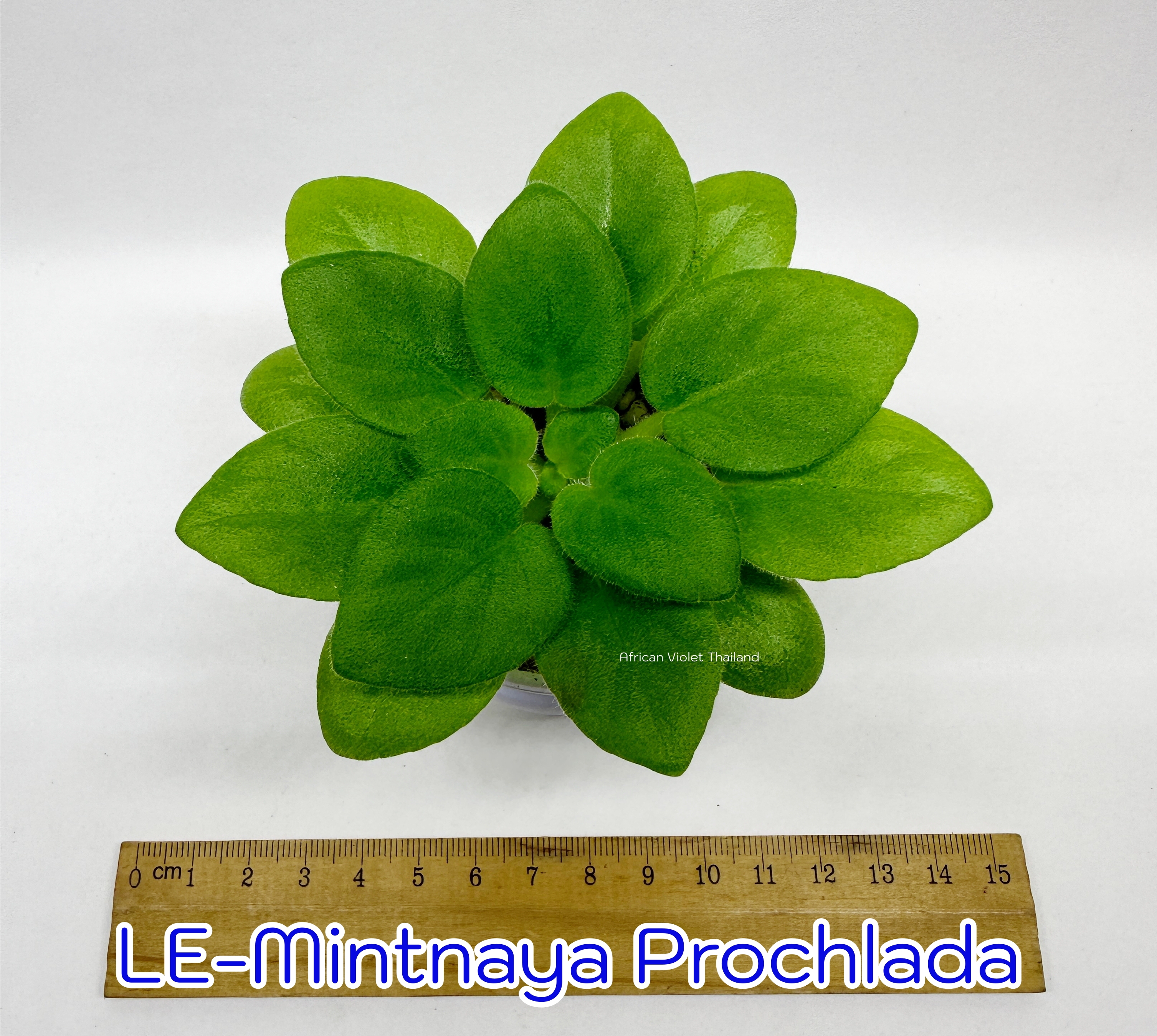 LE-Mintnaya Prochalada - Miniature