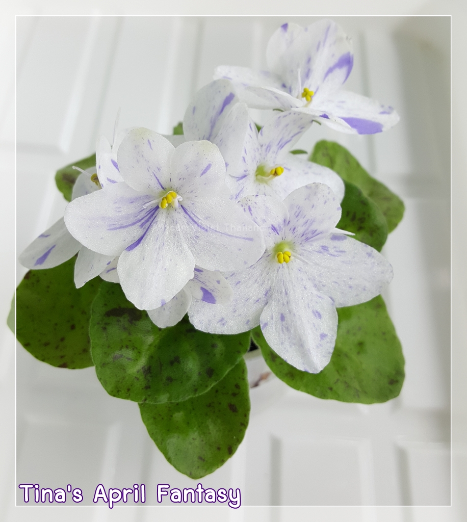 Tina's April Fantasy - Semi Miniature