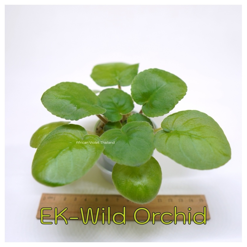 EK-Wild Orchid - Standard