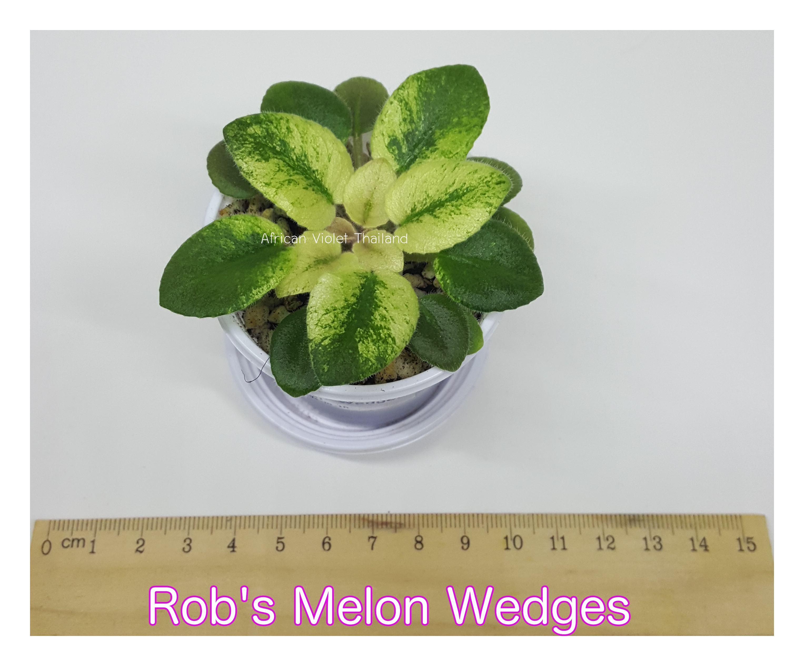 Rob's Melon Wedges -Miniature