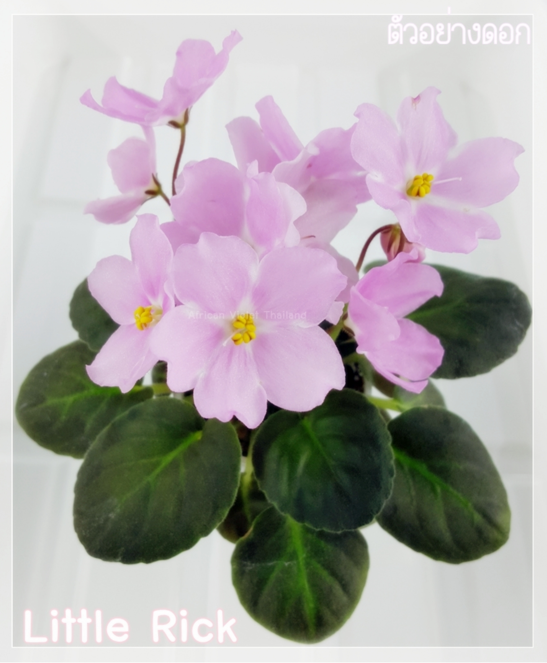 Little Rick(Baker Pink Stars) - Miniature