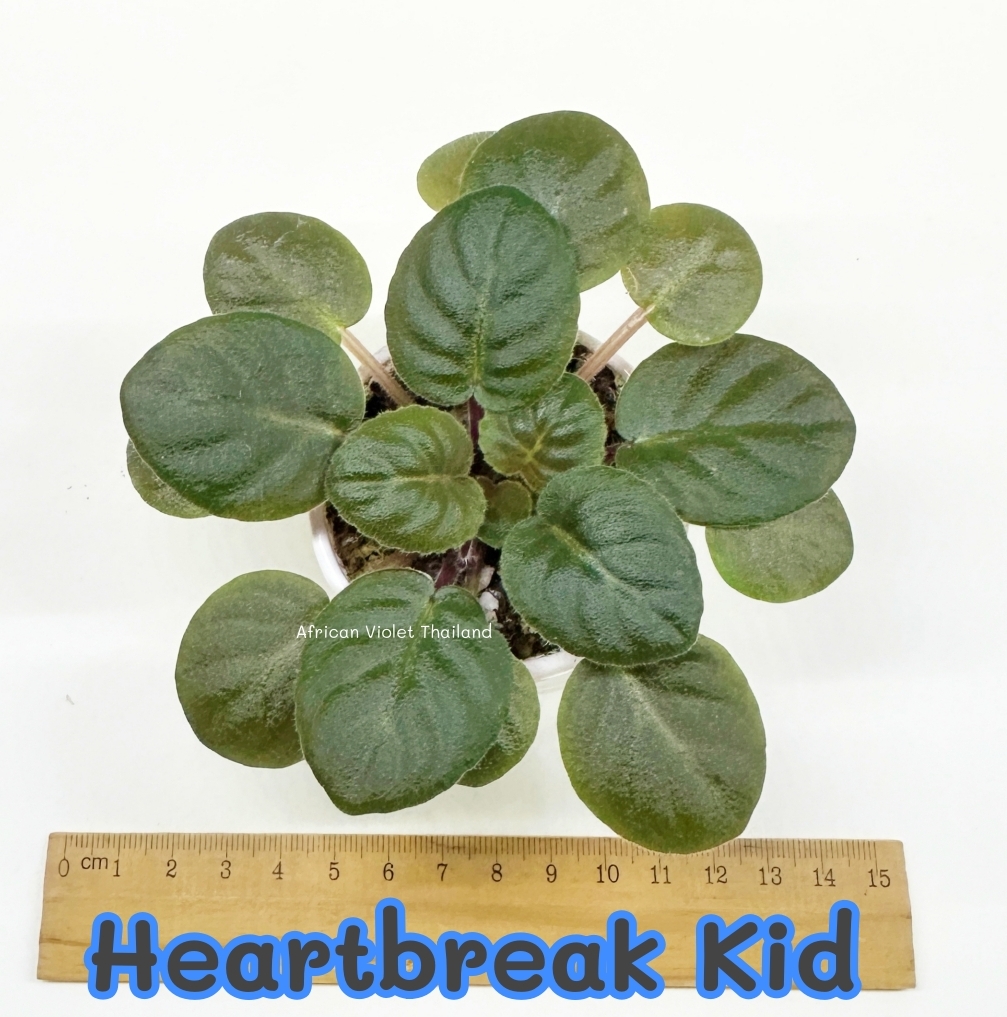 Heartbreak Kid - Miniature