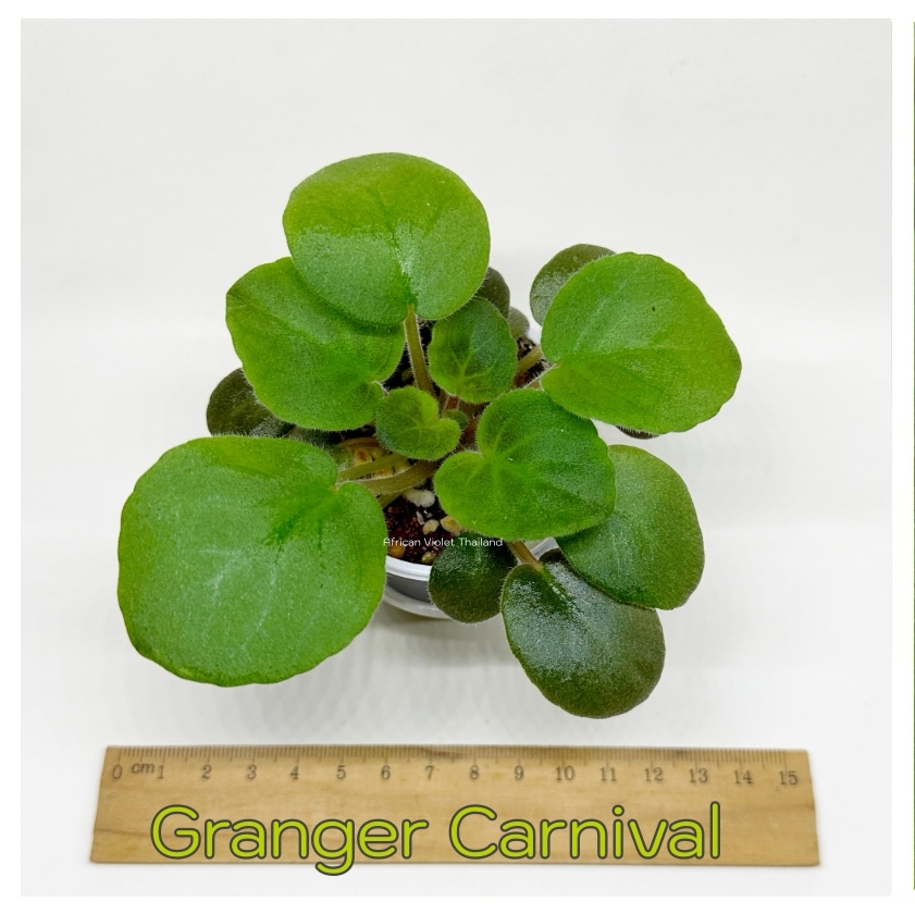 Granger's Carnival - Standard