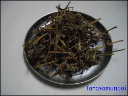 หญ้าพันงูขาว