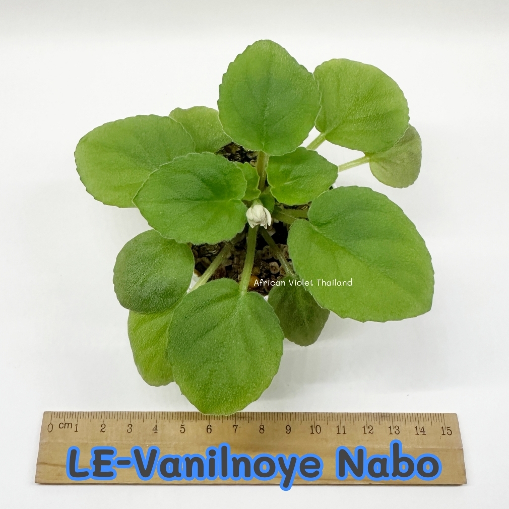 LE-Vaniljnoe Nebo / ЛЕ-Ванильное Небо -Semiminiature Trailer