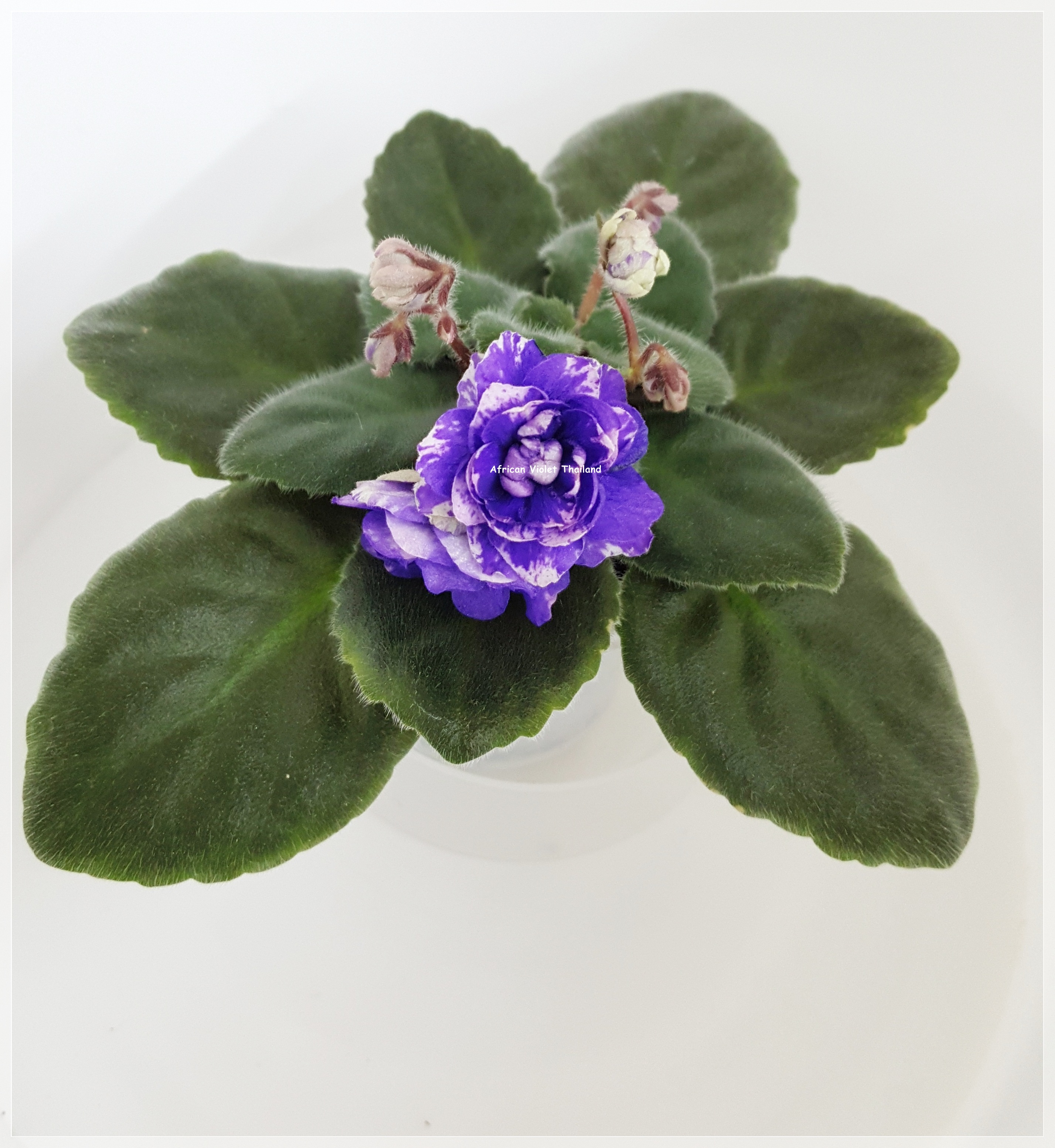 Bloomlover's Shadow - Semiminiature