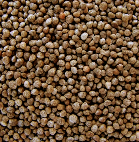 Organic Perilla Seed งาขี้ม้อน งาขี้ม่อน งาม้อน งาม่อน 350 กรัม