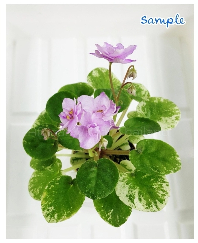 Kentucky Rambler - Semiminiature Trial