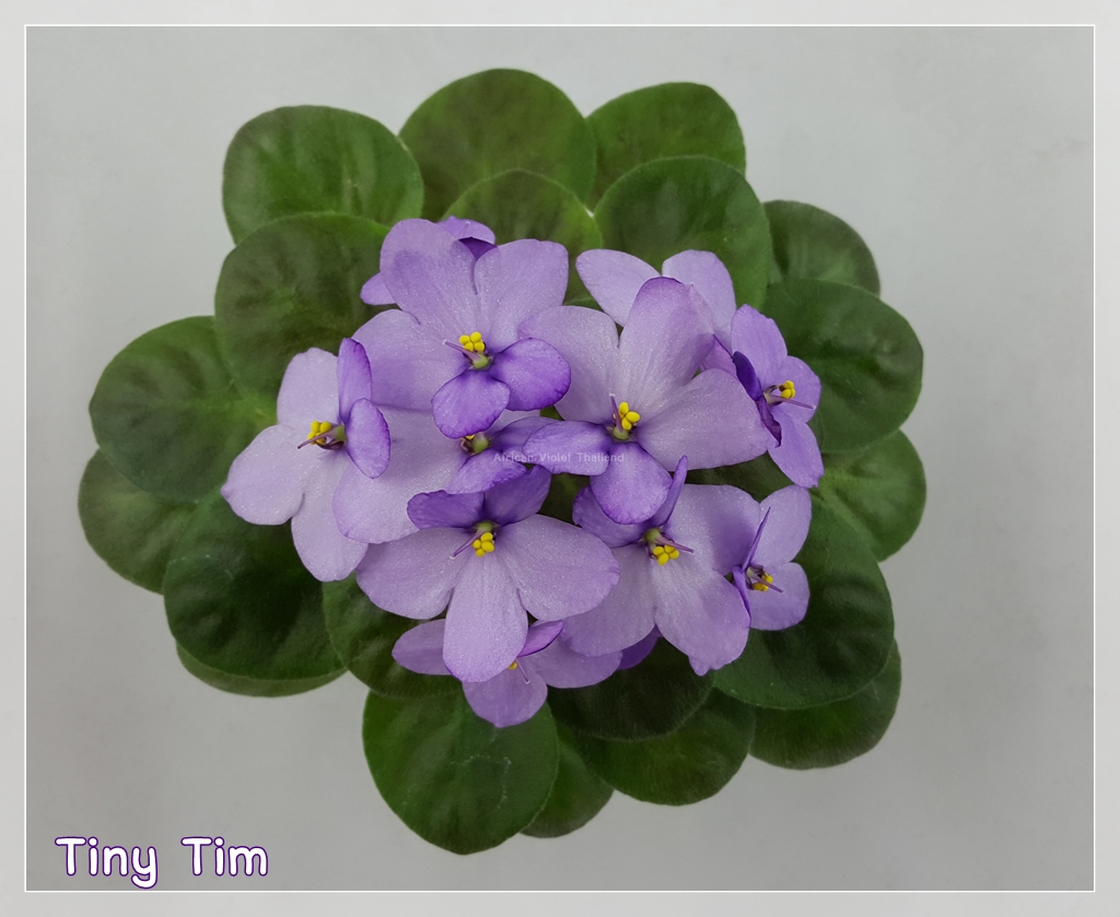 Tiny Tim - Miniature