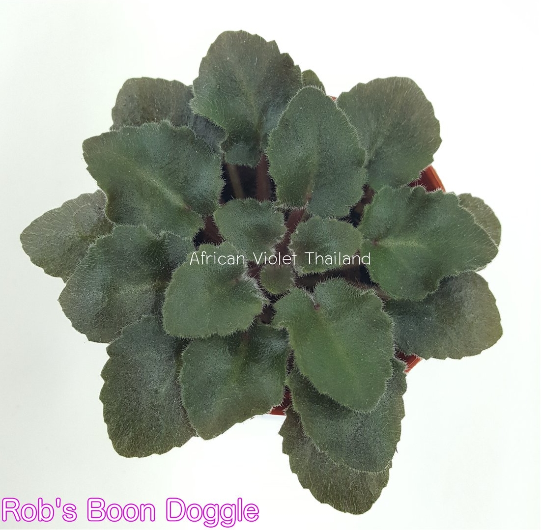 Rob's Boondoggle - Miniature