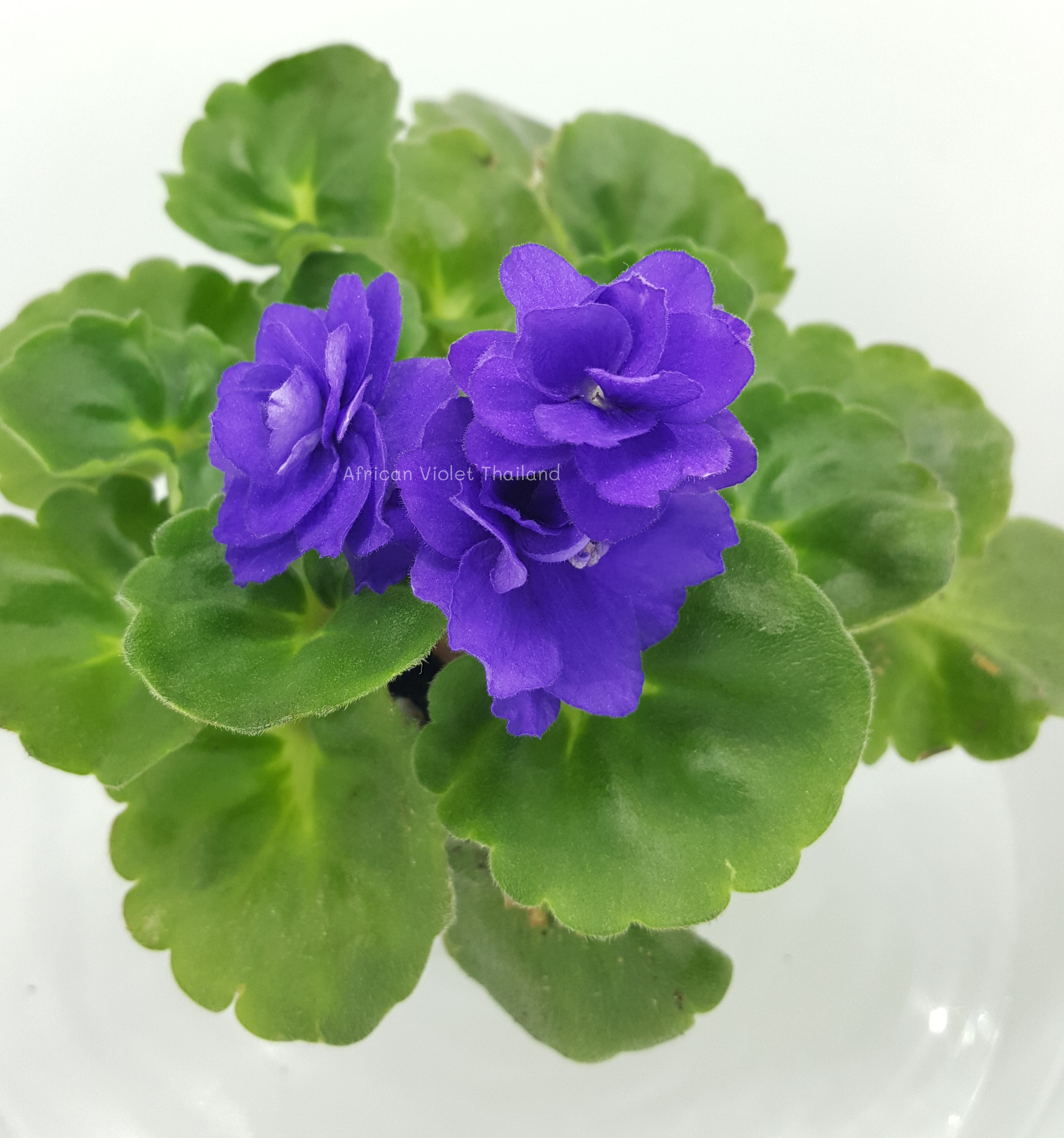 Rococo Violet - Standard