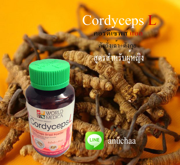 Cordyceps L คอร์ดิเซพส์ แอล ตังถั่งเฉ้าชนิดแคปซูล สูตรสำหรับผู้หญิง