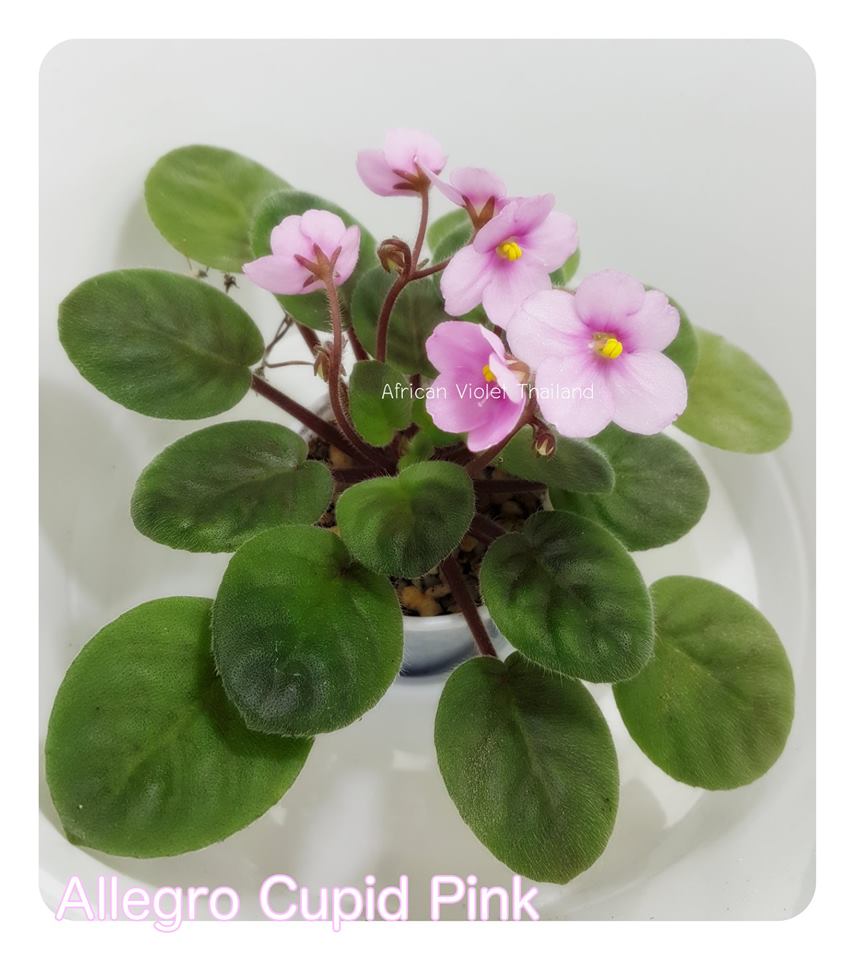 Allegro Cupid Pink - Semiminiture