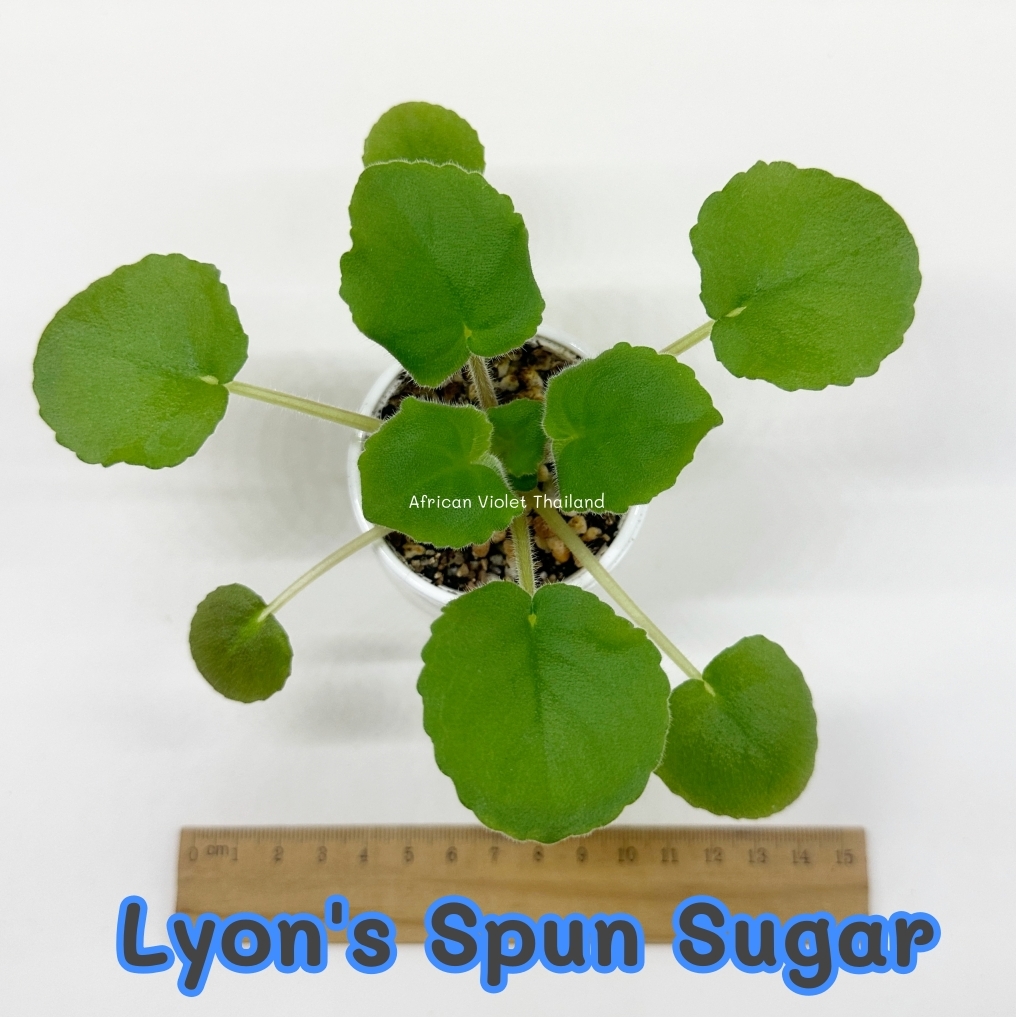 Lyon's Spun Sugar - Standard