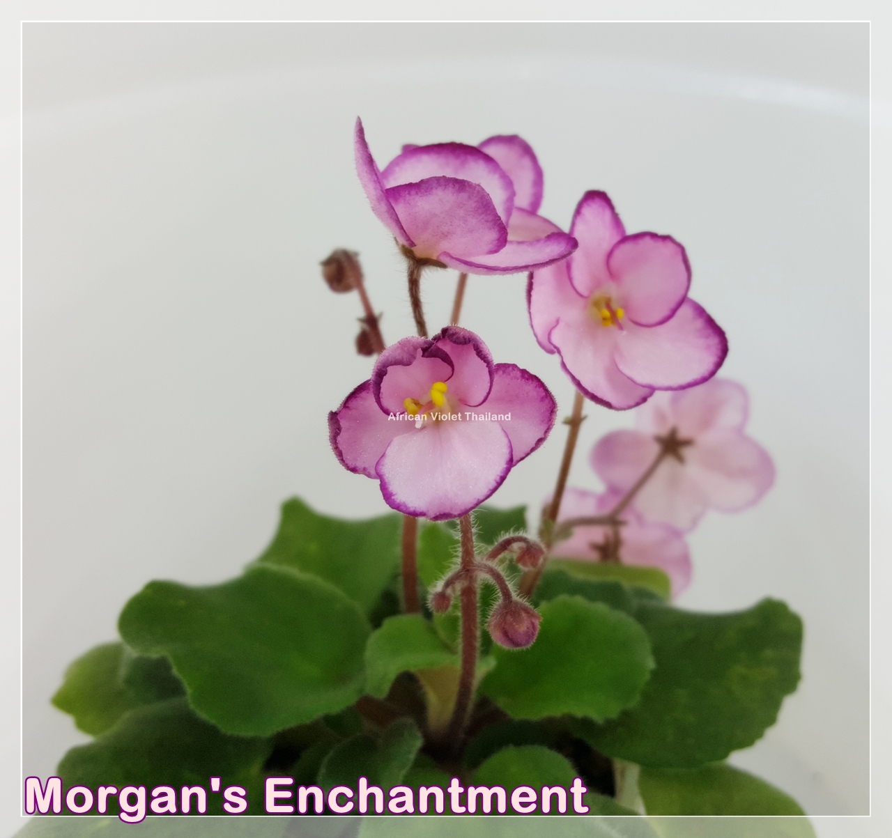 Morgan's Enchantment - Semiminiature