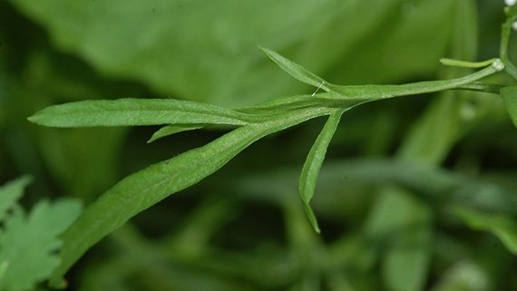 เทียนแดง