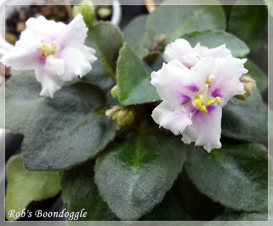 Rob's Boondoggle - Miniature