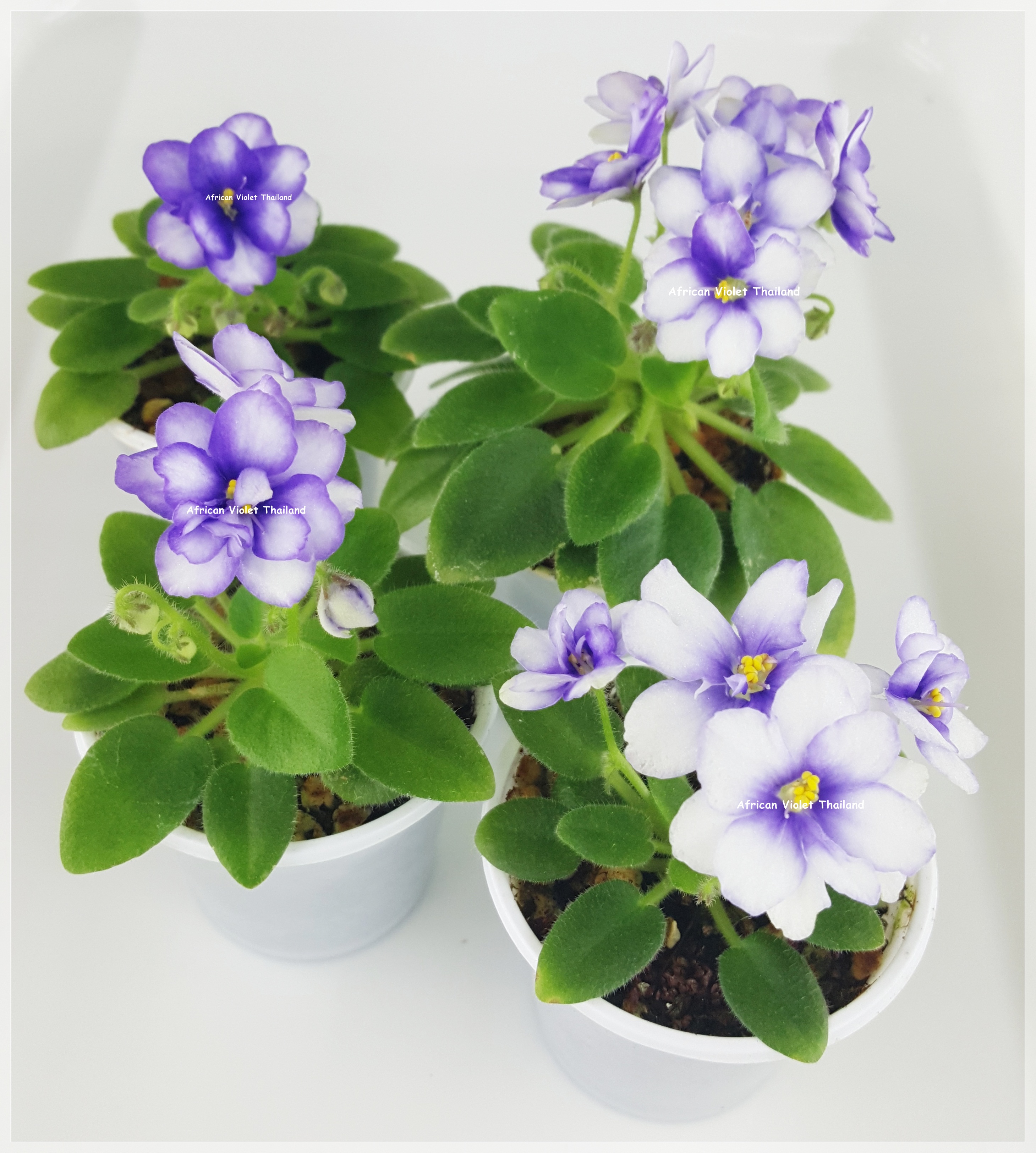 Rob's Loose Noodle - Miniature