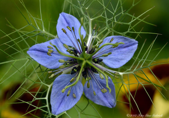 เทียนดำ