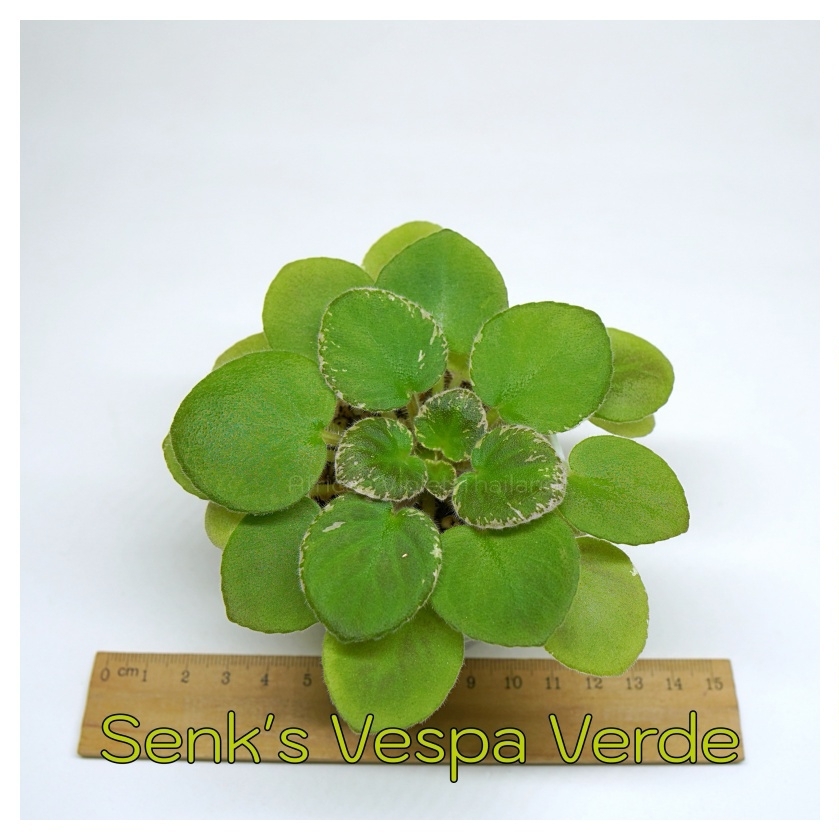 Senk's Vaspa Verde - Miniature