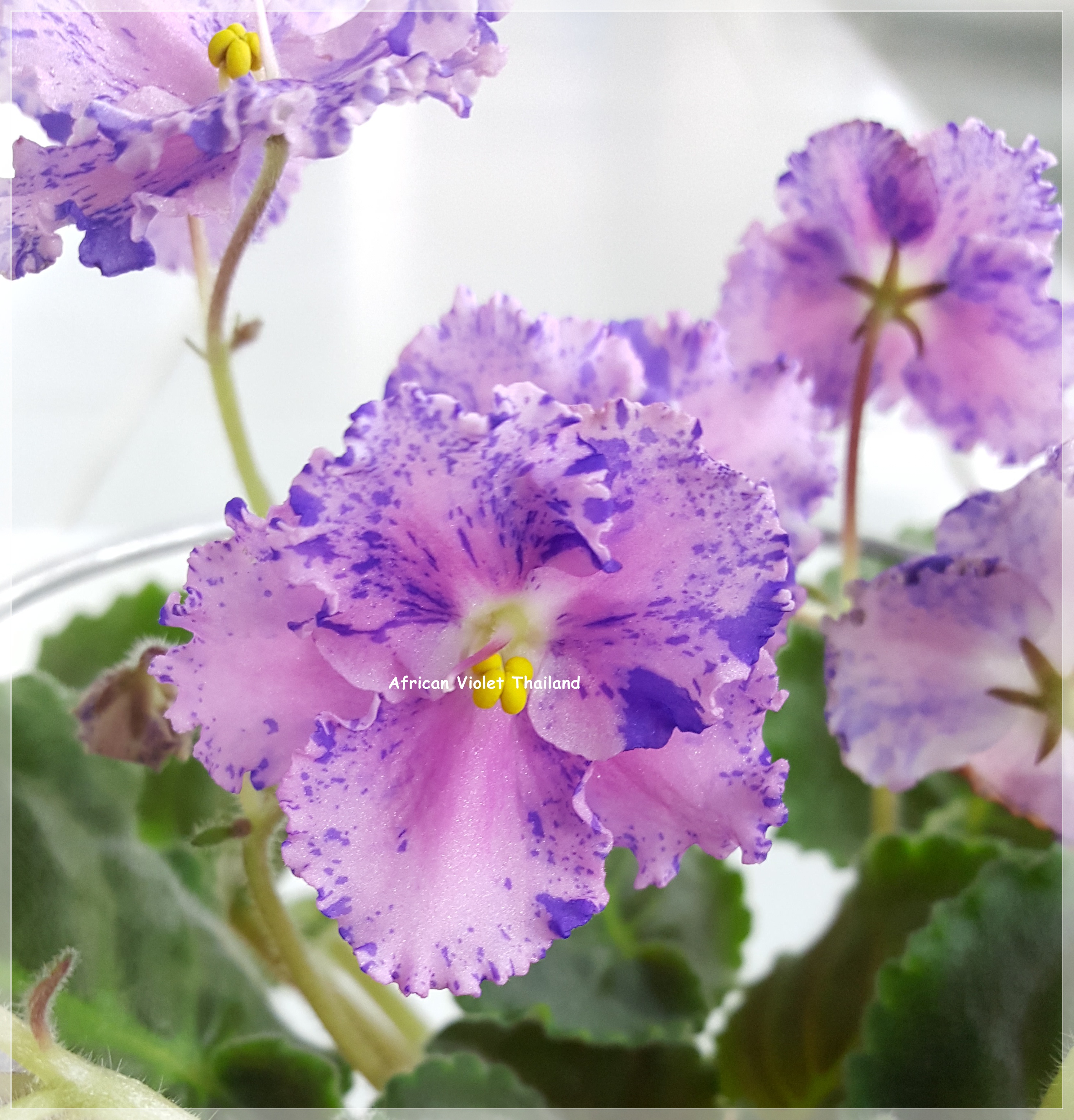 Amour Elite - Standard