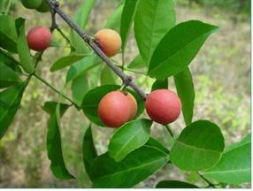 กำแพงเจ็ดชั้น