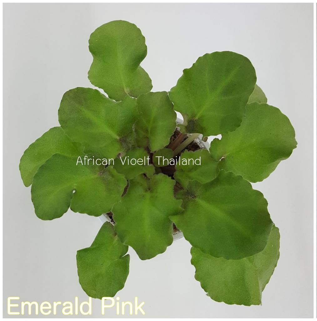 Emerald Pink - Semiminiature