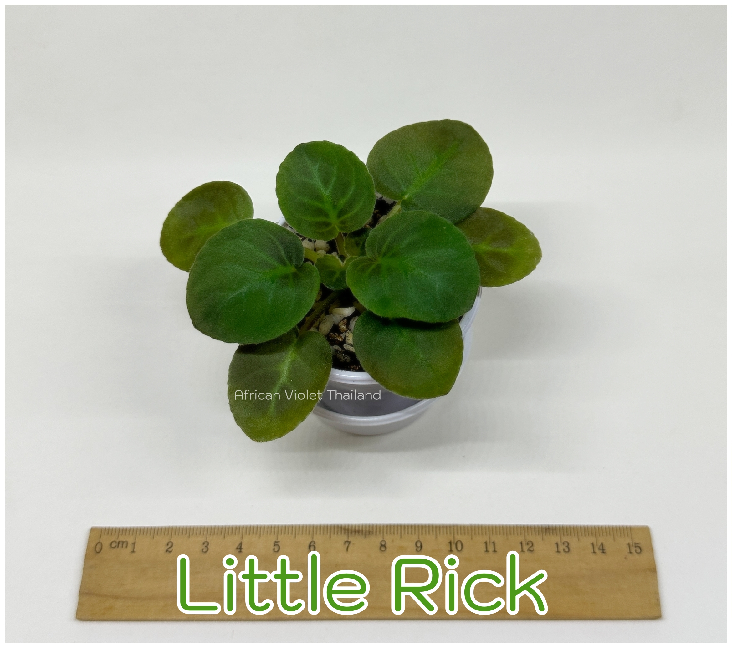 Little Rick(Baker Pink Stars) - Miniature