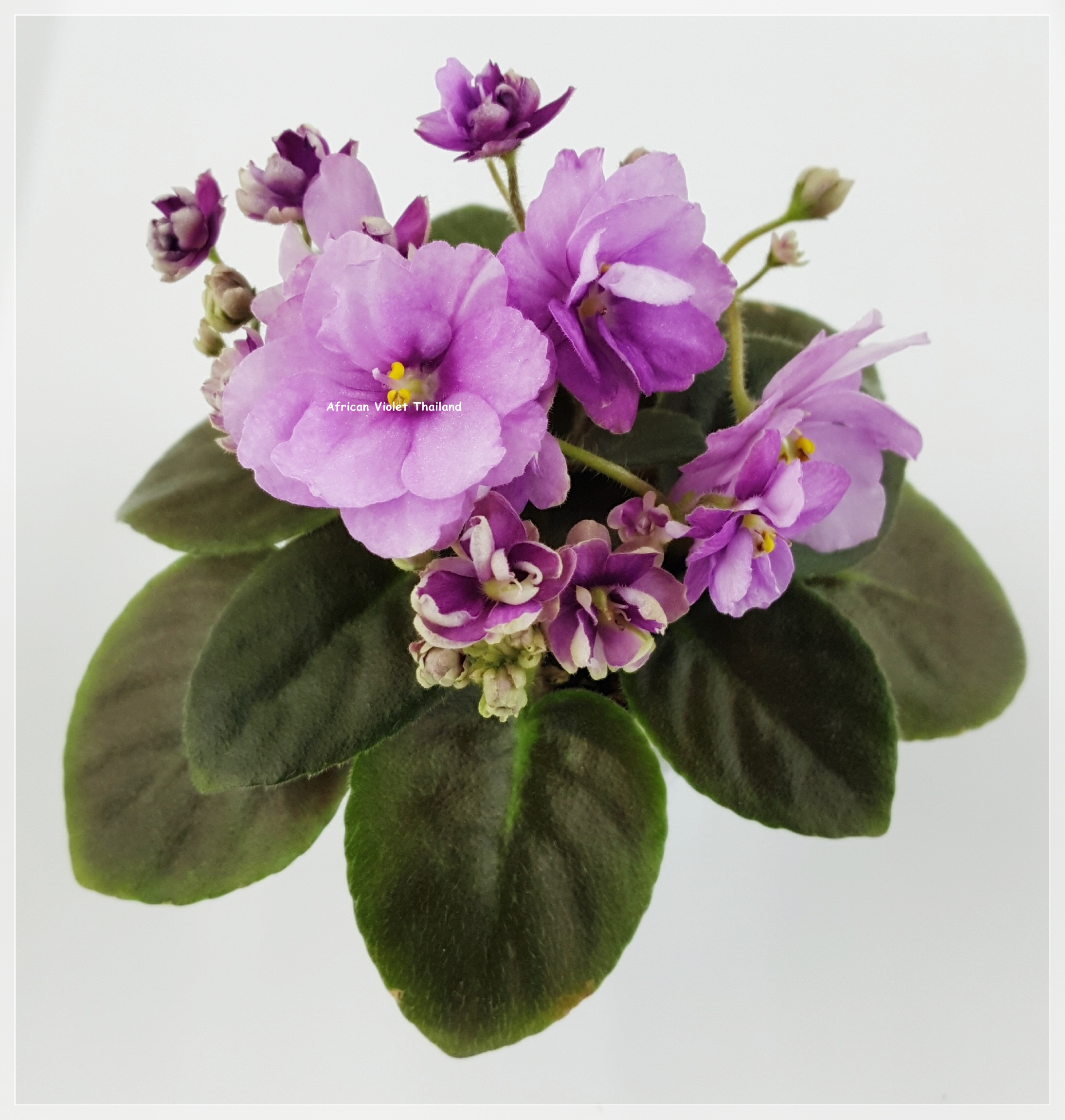 SK Aphrodite - Semiminiature