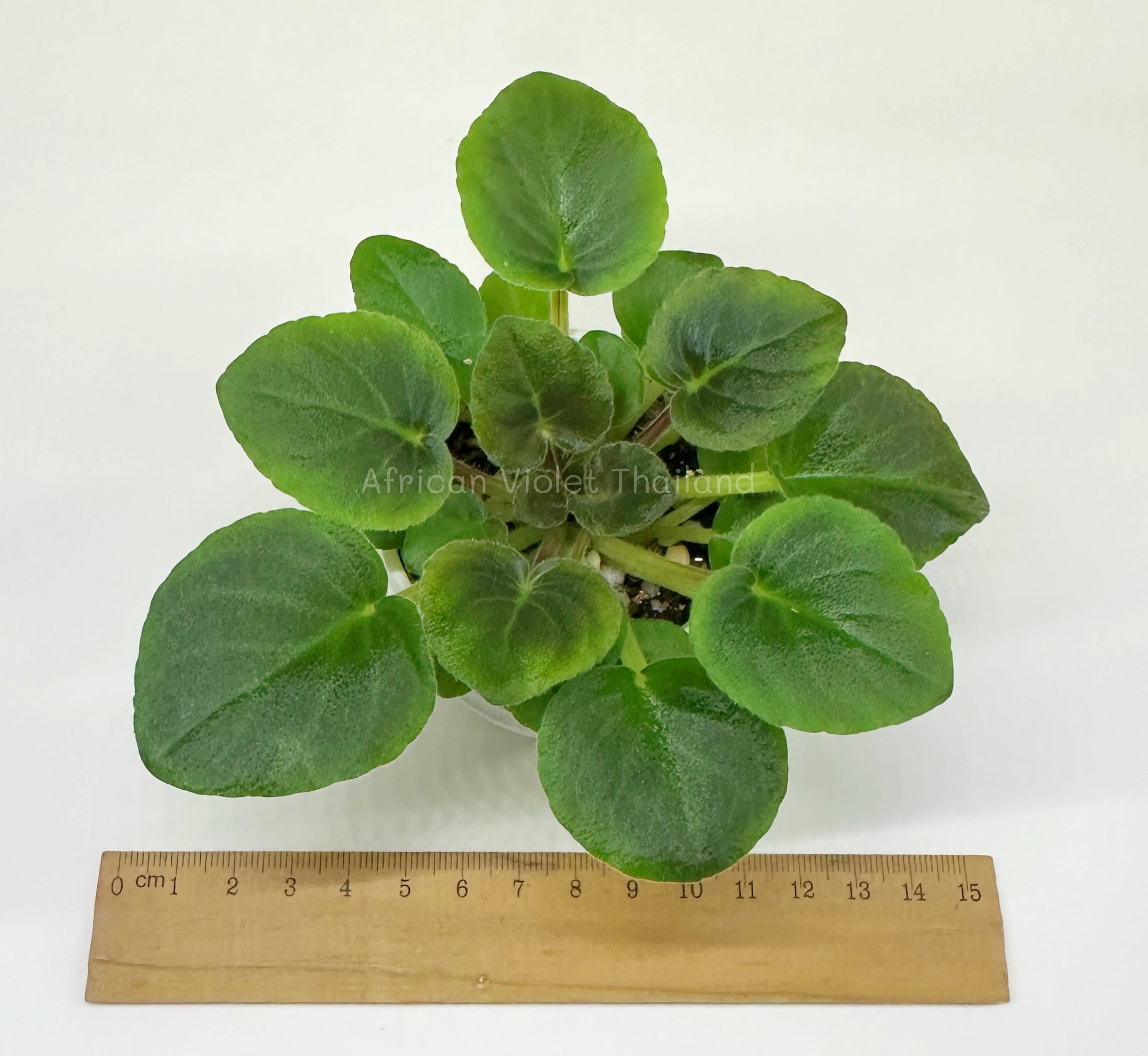 Rob's Whodunit - Miniature