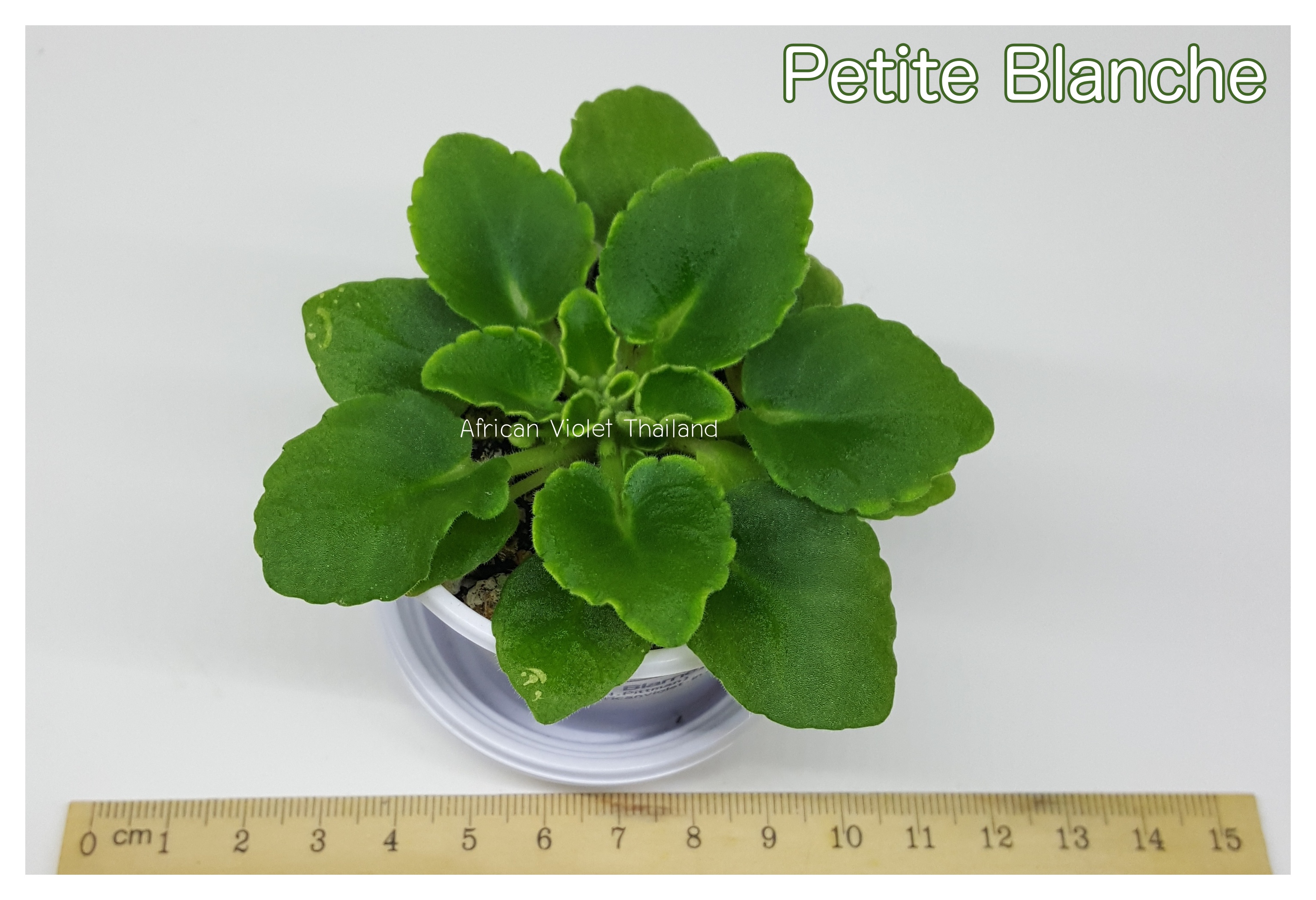 Petite Blanche - Miniature