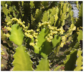 กะลำพัก(ต้นสลัดได)