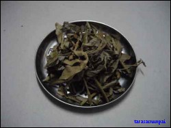 ตาลหม่อน
