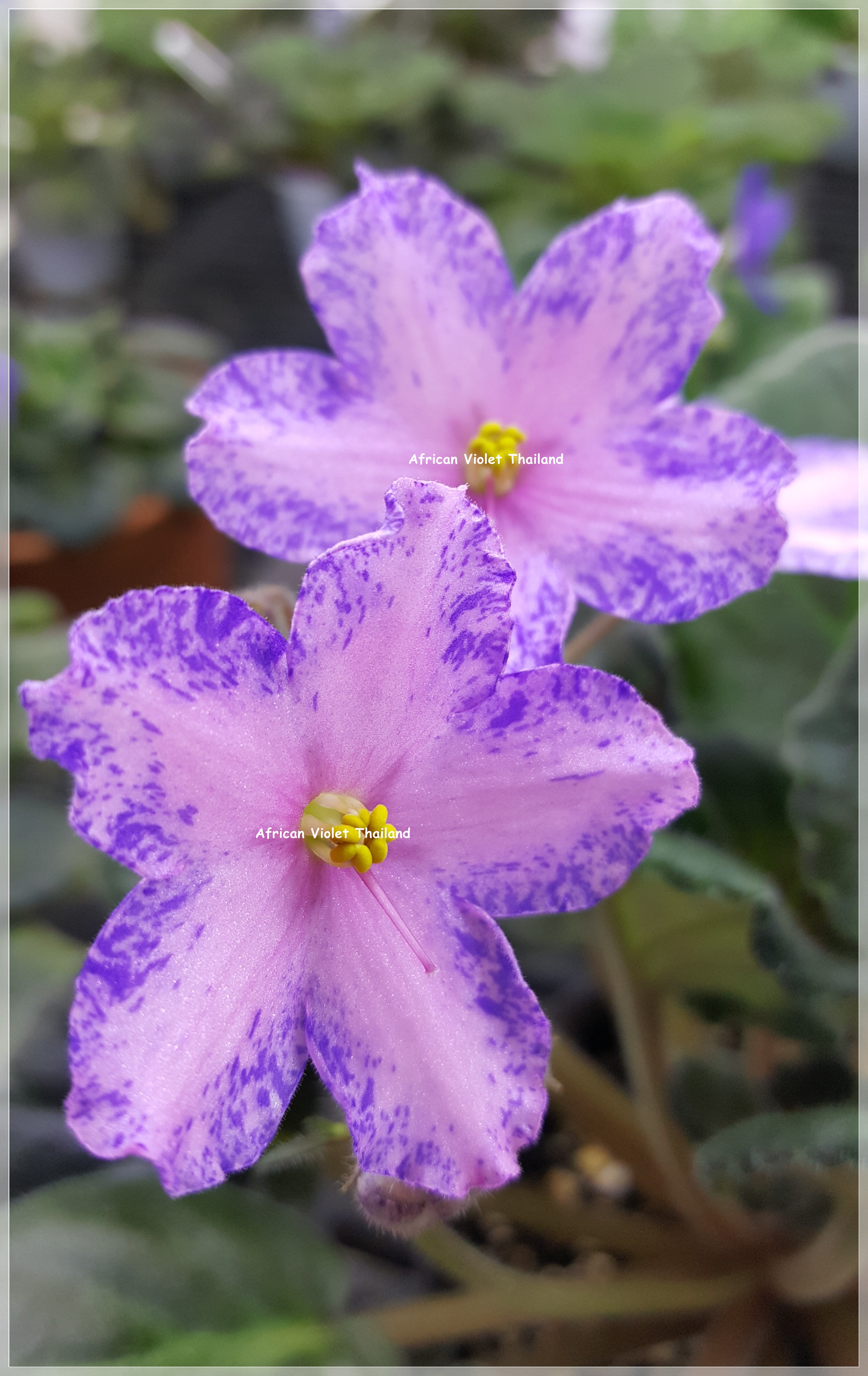 Persian Carpet - Standard